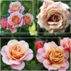Heirloom Roses Sunset Tones Bouquet Collection Outlet