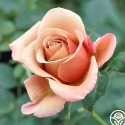 Heirloom Roses Sunset Tones Bouquet Collection Outlet