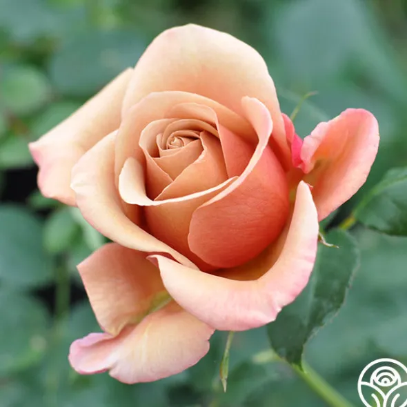 Heirloom Roses Sunset Tones Bouquet Collection Outlet