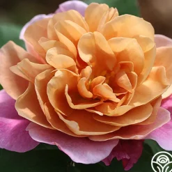 Heirloom Roses Sunset Tones Bouquet Collection Outlet