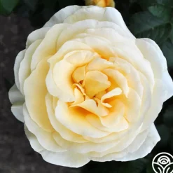 Heirloom Roses Sunshine Daydream™ New