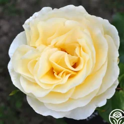 Heirloom Roses Sunshine Daydream™ New