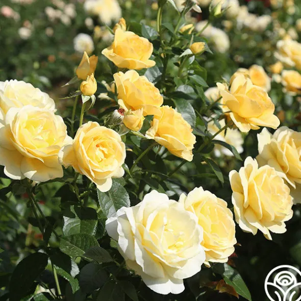 Heirloom Roses Sunshine Daydream™ New