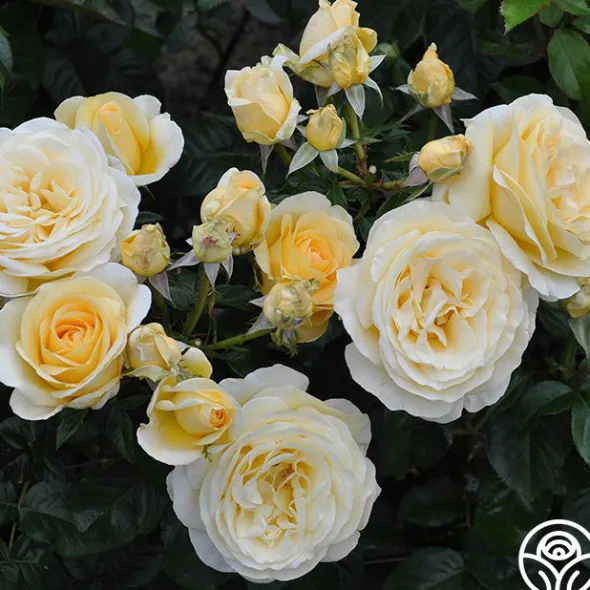 Heirloom Roses Sunshine Daydream™ New