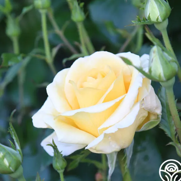 Heirloom Roses Sunshine Daydream™ New