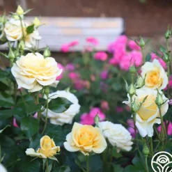 Heirloom Roses Sunshine Daydream™ New