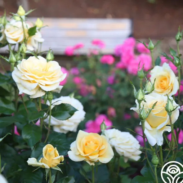 Heirloom Roses Sunshine Daydream™ New