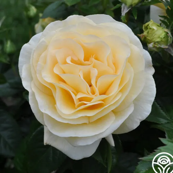 Heirloom Roses Sunshine Daydream™ New
