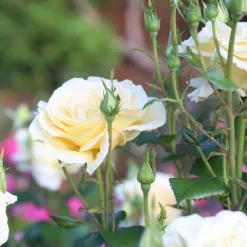 Heirloom Roses Sunshine Daydream™ New