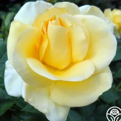 Heirloom Roses Sunshine Daydream™ New