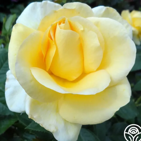 Heirloom Roses Sunshine Daydream™ New