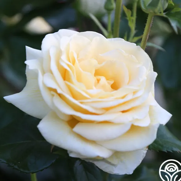 Heirloom Roses Sunshine Daydream™ New