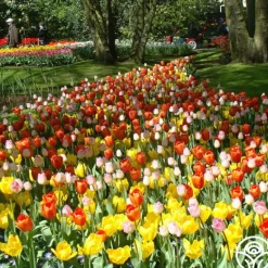 Heirloom Roses Sunshine Mix Clearance