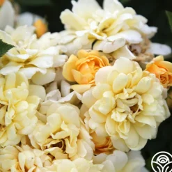 Heirloom Roses Sunshine Sally