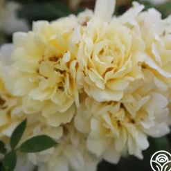 Heirloom Roses Sunshine Sally