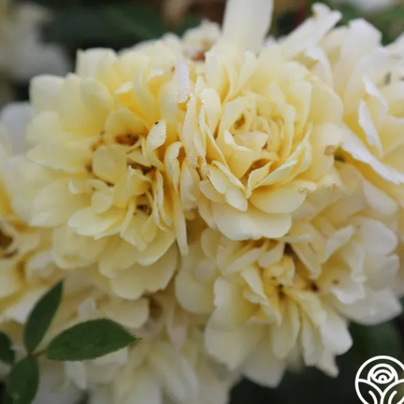 Heirloom Roses Sunshine Sally