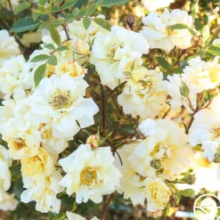 Heirloom Roses Sunshine Sally