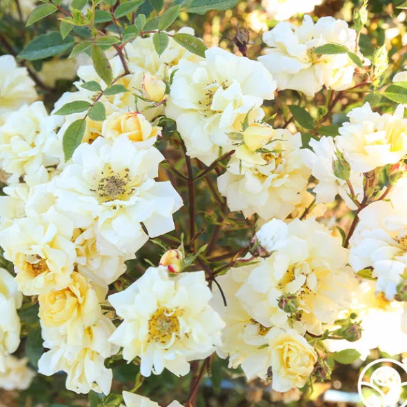 Heirloom Roses Sunshine Sally