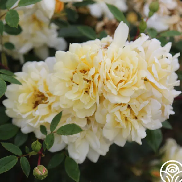 Heirloom Roses Sunshine Sally