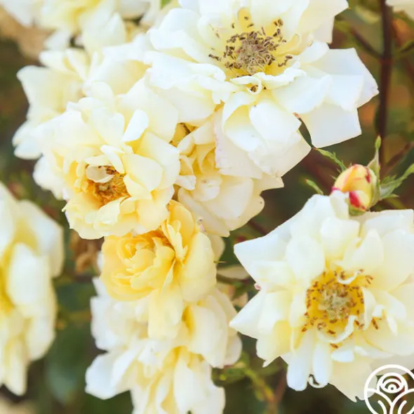 Heirloom Roses Sunshine Sally