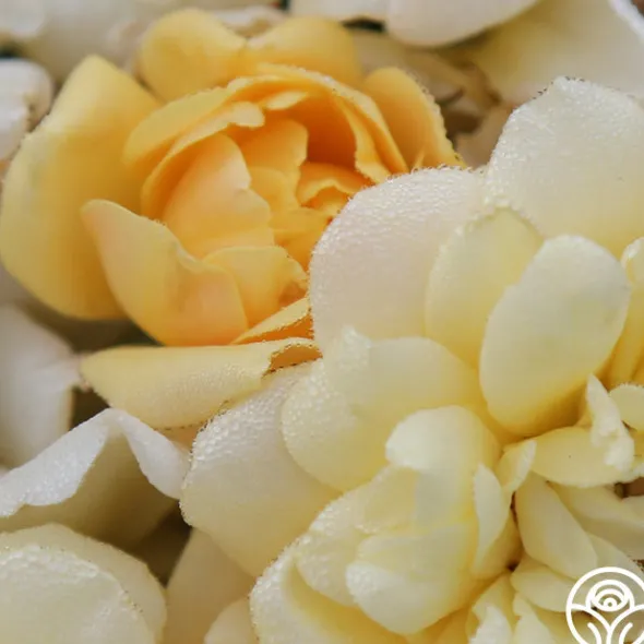 Heirloom Roses Sunshine Sally