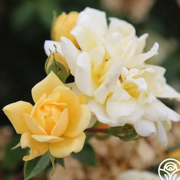 Heirloom Roses Sunshine Sally