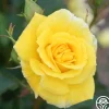 Heirloom Roses Sunsprite New
