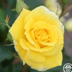 Heirloom Roses Sunsprite New