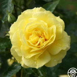 Heirloom Roses Sunsprite New
