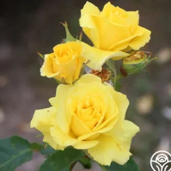 Heirloom Roses Sunsprite New
