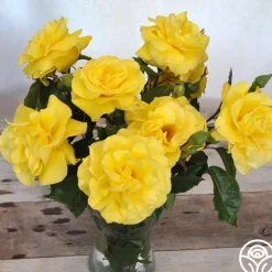 Heirloom Roses Sunsprite New