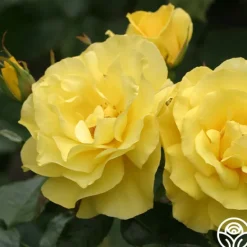 Heirloom Roses Sunsprite New