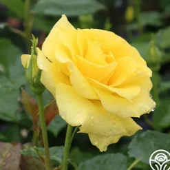 Heirloom Roses Sunsprite New