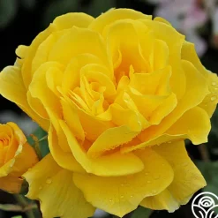 Heirloom Roses Sunsprite New