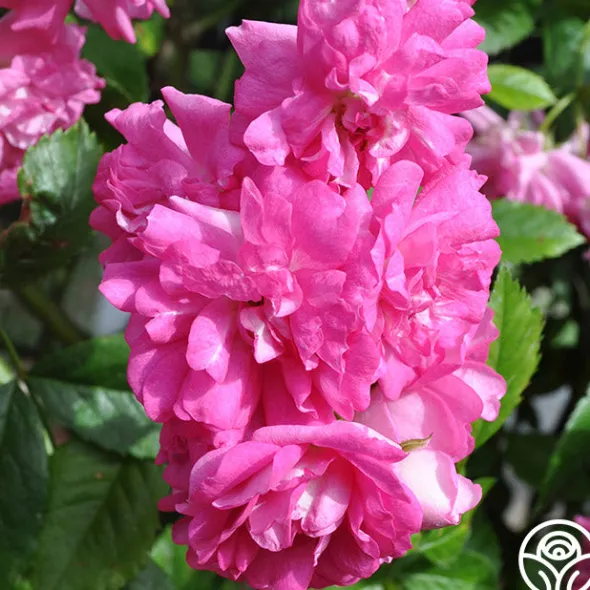 Heirloom Roses Super Dorothy® Online