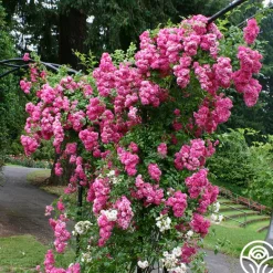 Heirloom Roses Super Dorothy® Online