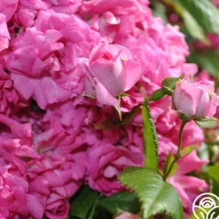 Heirloom Roses Super Dorothy® Online