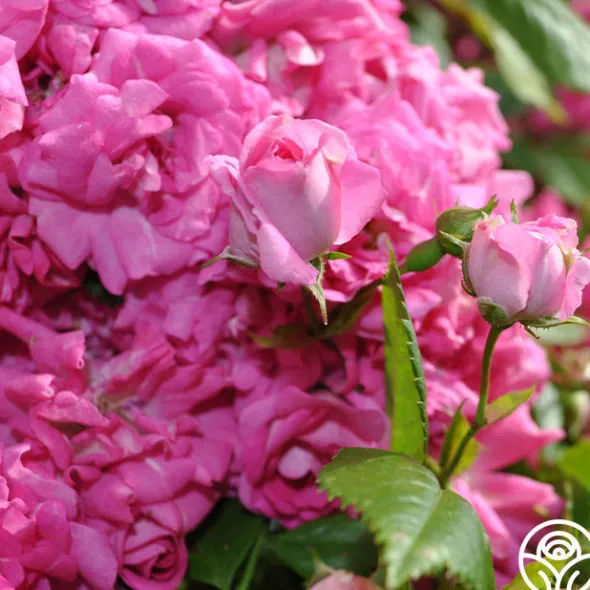 Heirloom Roses Super Dorothy® Online
