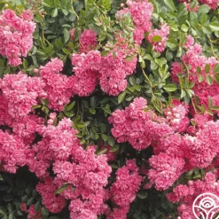 Heirloom Roses Super Dorothy® Online