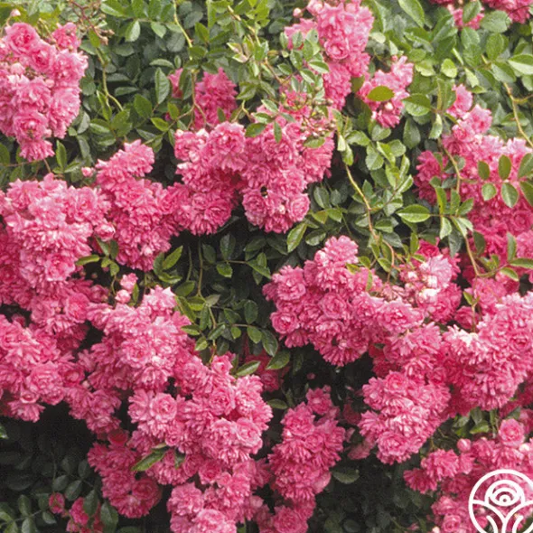 Heirloom Roses Super Dorothy® Online