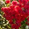 Heirloom Roses Super Elfin Sale