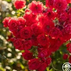 Heirloom Roses Super Elfin Sale