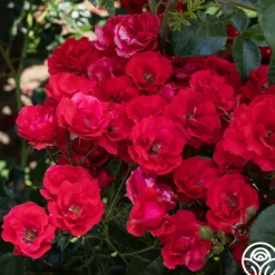 Heirloom Roses Super Elfin Sale
