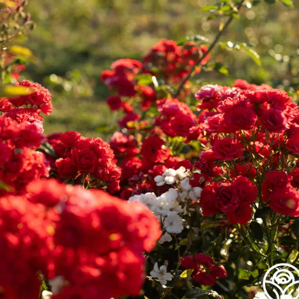 Heirloom Roses Super Elfin Sale