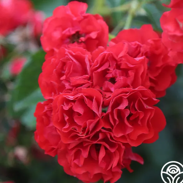 Heirloom Roses Super Elfin Sale