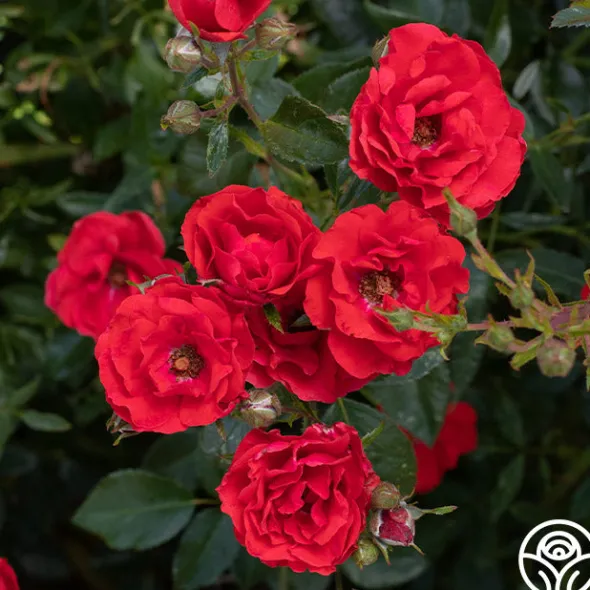 Heirloom Roses Super Elfin Sale