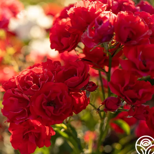 Heirloom Roses Super Elfin Sale
