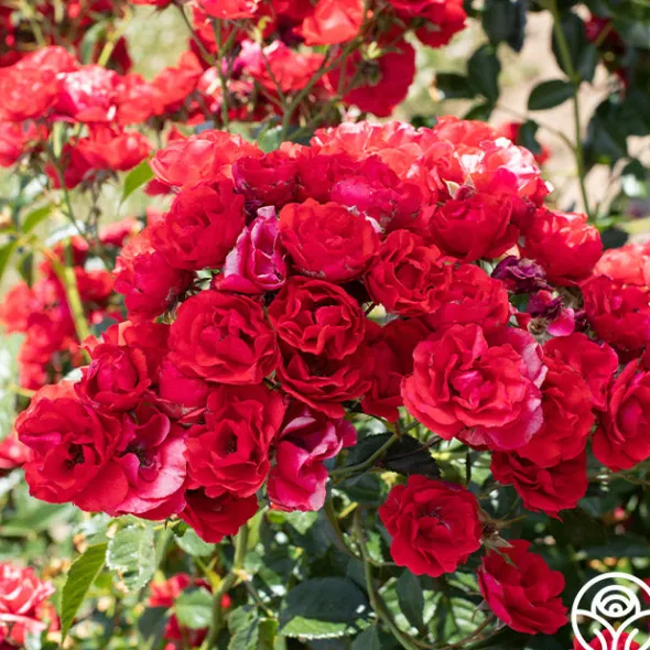 Heirloom Roses Super Elfin Sale
