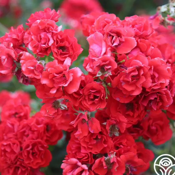 Heirloom Roses Super Elfin Sale