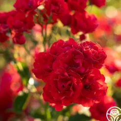 Heirloom Roses Super Elfin Sale